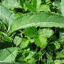 DSC00763